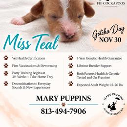 Miss Teal - Buff and white female Cockapoo puppy in Tampa, Florida from Mary Puppins