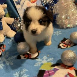 Blake - Black tri female Miniature American Shepherd puppy in Garysburg, North Carolina from Schaefer's Miniature American Shepherds