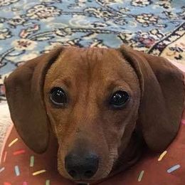 Dachshund All Grown Up from Angela Pinkerton