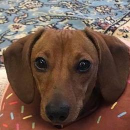 Dachshund All Grown Up from Angela Pinkerton