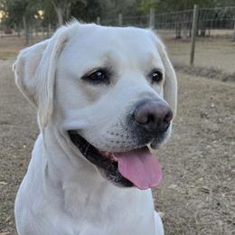 Tully - Labrador Retriever