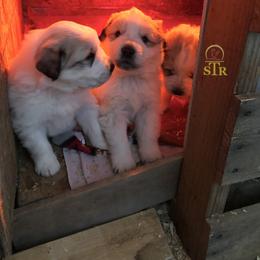 Aussiedoodle, Colorado Mountain Dog, and Corgipoo Puppies from Stone Table Ranch/STR Just Doodle It