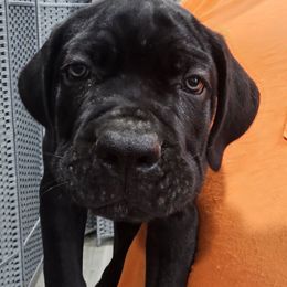 Red Collar Boy - AKC and ICCF - VxH - Black male Cane Corso puppy in Gorman, Texas from McOmber Country Kennels