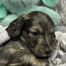 Peep - Brindle male Dachshund puppy in Mt Sterling, Ohio from Murphy's 4 paws and a tail