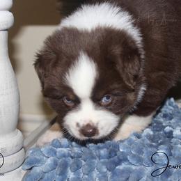 Australian Shepherd, Miniature Australian Shepherd, and Toy Australian Shepherd Puppies from TK Standard, Mini, & Toy Aussies