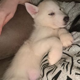 Orange - Sable and white male Siberian Husky puppy in Seaford, Delaware from Keira Ieleen Husky Kennel
