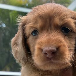 Dachshunds from Dukers Dachshunds