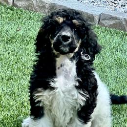 Bernedoodle and Poodle Puppies from Joe’s Poodles & Bernedoodles
