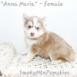 Anna Maria - Lavender female Pomsky puppy in Christiana, Tennessee from Smoky Mountain Pomskies