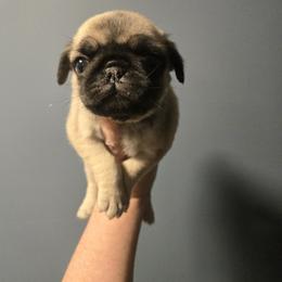 Girl 1 - Fawn female Pug puppy in Auburn, Kentucky from Prentice Family Pugs