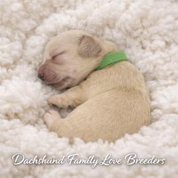 Leo - Cream male Dachshund puppy in Prescott, Arizona from Dachshund Family Love Breeders