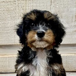 Bernedoodles, Goldendoodles, and Havapoos from Kruger Doodles