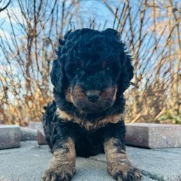 North - Phantom male Bernedoodle puppy in Sherman, Illinois from Shirl Doodle Life