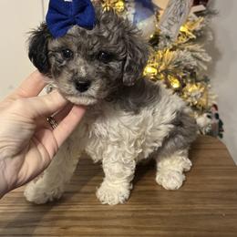 Sabrina - Merle female Maltipoo puppy in Berea, Kentucky from Blair’s Furry Friends