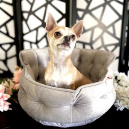 Chico - Chihuahua