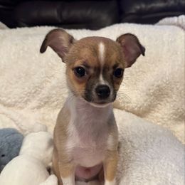 Boy 1 - Fawn male Chihuahua puppy in Roseville, California from California Dreaming