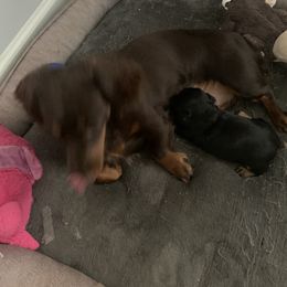 Dachshund Puppies from Howard's Hillside Farms