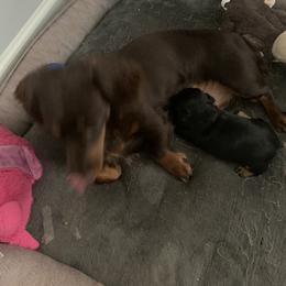 Dachshund Puppies from Howard's Hillside Farms