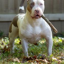 Bumble - American Bully