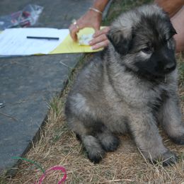 Shiloh Shepherd Puppies from Solace Shilohs