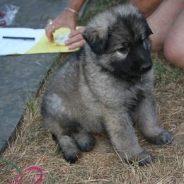 Shiloh Shepherd Puppies from Solace Shilohs