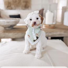 Monday - Parti female Goldendoodle puppy in Syracuse, Indiana from The Doodle Cove