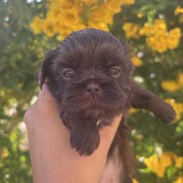 Violet - Chocolate female Shih Tzu puppy in Avondale, Arizona from Riley Family Shih Tzus