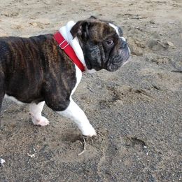 Bulldogs and French Bulldogs from Stephen's Puppies