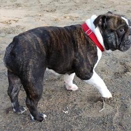 Bulldogs and French Bulldogs from Stephen's Puppies