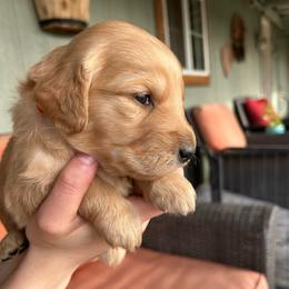 Red Collar - Male 5 - Golden male Golden Retriever puppy in Bonanza, Oregon from Gold 'N Dust Ranch