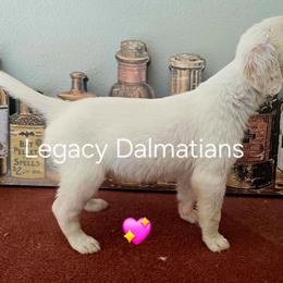 Bliss - White and lemon female Dalmatian puppy in Janesville, Wisconsin from Legacy Dalmatians
