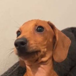 Dachshunds from Dachshund Home