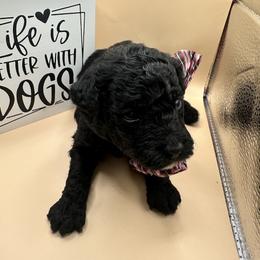 Saint - Black & tan tri-color male Maltipoo puppy in Apple Valley, California from Boujeepups