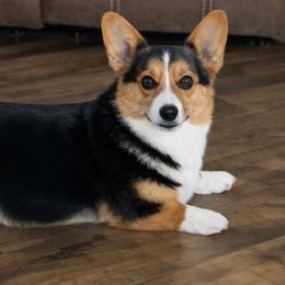 Lue Lue - Pembroke Welsh Corgi