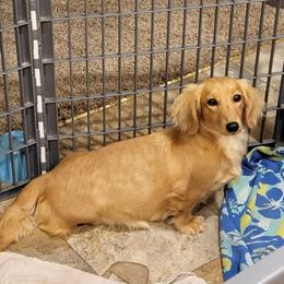 Sadie - Dachshund