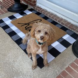 Goldendoodles and Labradoodles from Blackberry Hill Doodles