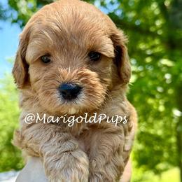 Rayne - Red male Cavapoo puppy in Liberty, Missouri from Marigold Pups
