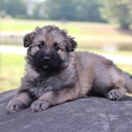 Light Blue Collar girl - Sable female German Shepherd puppy in Elkmont, Alabama from Oakmont Shepherds