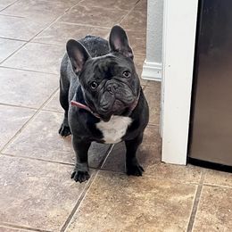 Diva - French Bulldog