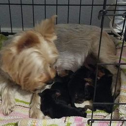 Yorkshire Terrier Puppies from Angela Coleman