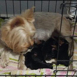 Yorkshire Terrier Puppies from Angela Coleman