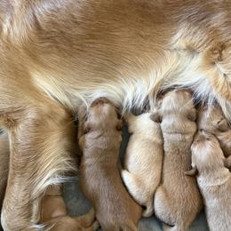 Golden Retriever Puppies from Roepke Golden Retrievers