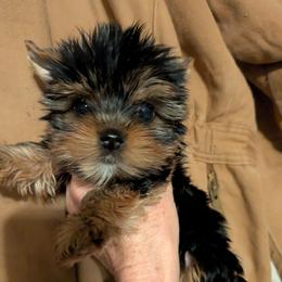 Kally - Black and tan female Yorkshire Terrier puppy in Gatesville, Texas from KontryKritterz Yorkies