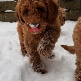 Goldendoodle Puppies from Wisconsin Doodle Dog (of La Crosse)