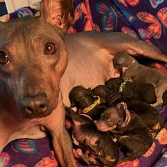 American Hairless Terriers and Great Danes from Black Tie Danes and Sleek Society AHT
