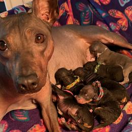 American Hairless Terriers and Great Danes from Black Tie Danes and Sleek Society AHT