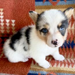 Blue Merle Female 3 - Blue merle and white female American Corgi puppy in Okeechobee, Florida from HotShot Kennels