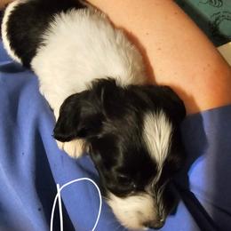 Boy 3 - Piebald male Dachshund puppy in King, North Carolina from Presleys dachshunds