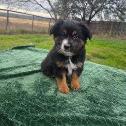 Videa - Black tri-color female Australian Shepherd puppy in Copperas Cove, Texas from Hidden Leaf Aussies