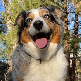 Aussiedoodles and Australian Shepherds from The Highland Shepherds & Doodles